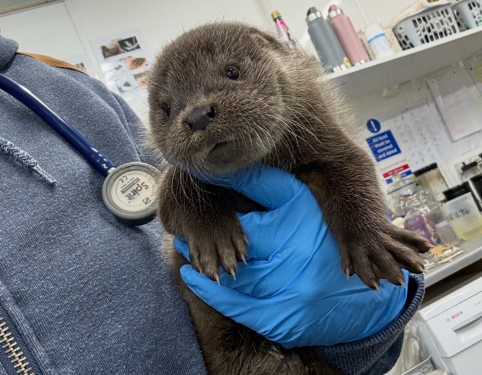 Wildlife rehabilitation — veterinary care for rescue animals