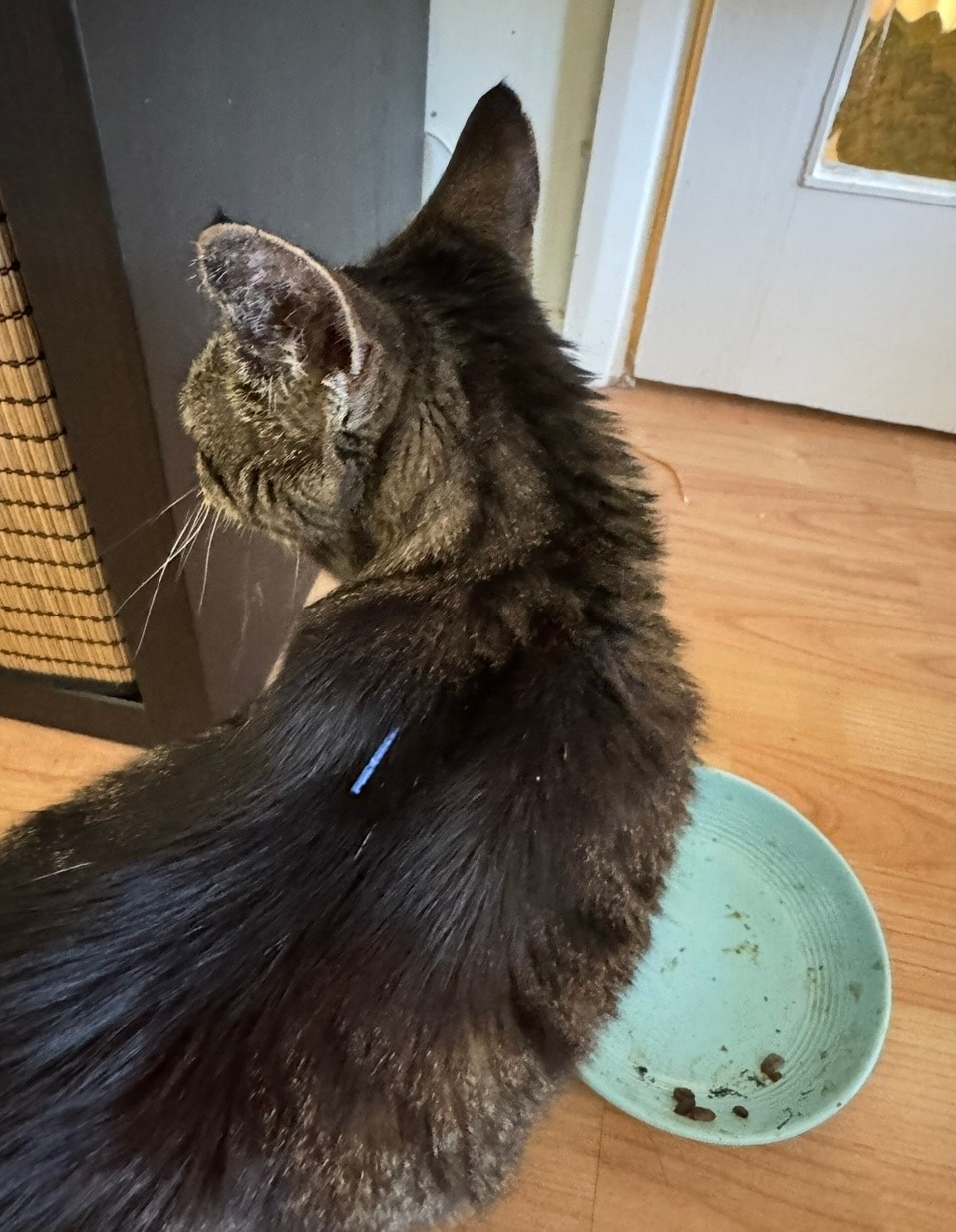 Veterinary acupuncture needle treatment