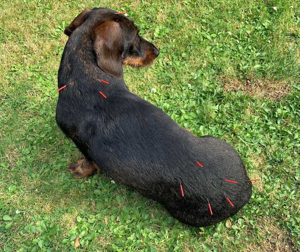 Dachshund receiving acupuncture treatment outdoors